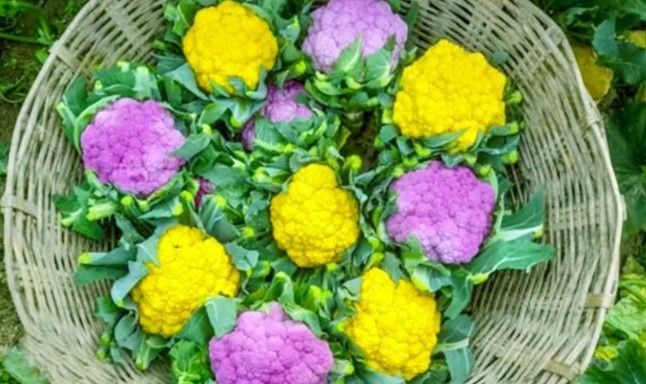 রঙিন ফুলকপির চাষ হচ্ছে কুমিল্লার ১৭ উপজেলায়